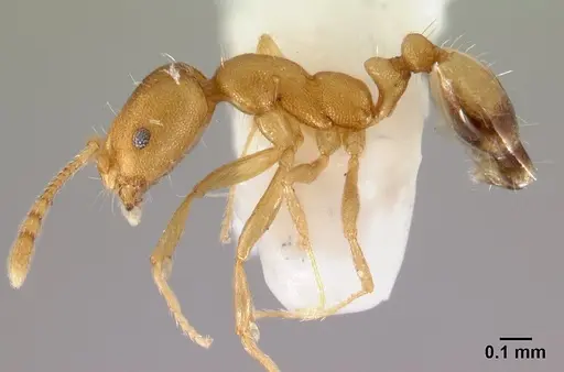 Monomorium pharaonis specimen CASENT0178381 image casent0178381_3