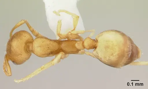 Monomorium pharaonis specimen CASENT0178382 image casent0178382_1