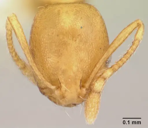 Monomorium pharaonis specimen CASENT0178382 image casent0178382_2
