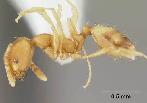 Monomorium pharaonis specimen CASENT0178382 image casent0178382_3