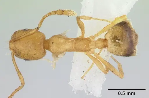 Monomorium pharaonis specimen CASENT0179469 image casent0179469_1