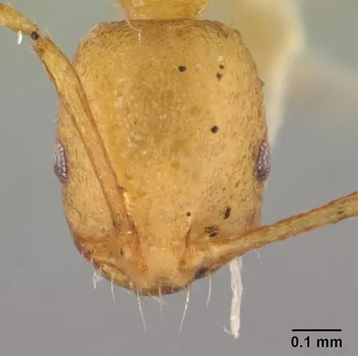Monomorium pharaonis specimen CASENT0179469 image casent0179469_2
