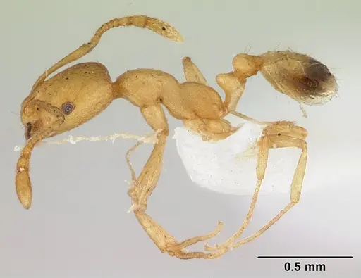 Monomorium pharaonis specimen CASENT0179469 image casent0179469_3