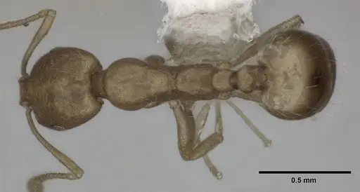Monomorium pharaonis specimen CASENT0246072 image casent0246072_1