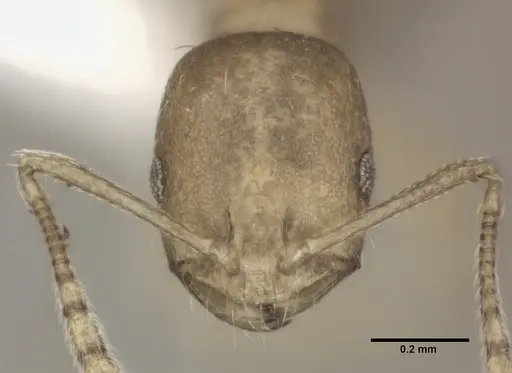 Monomorium pharaonis specimen CASENT0246072 image casent0246072_2
