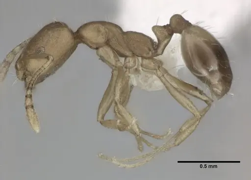 Monomorium pharaonis specimen CASENT0246072 image casent0246072_3