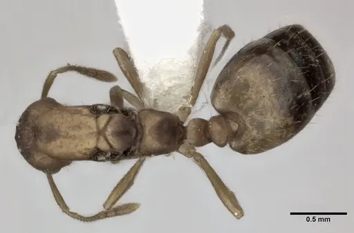 Monomorium pharaonis specimen CASENT0246073 image casent0246073_1