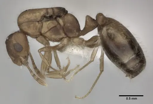 Monomorium pharaonis specimen CASENT0246073 image casent0246073_3