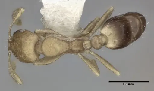 Monomorium pharaonis specimen CASENT0246074 image casent0246074_1