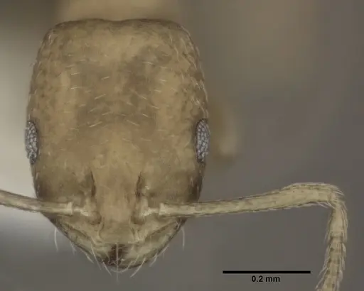 Monomorium pharaonis specimen CASENT0246074 image casent0246074_2