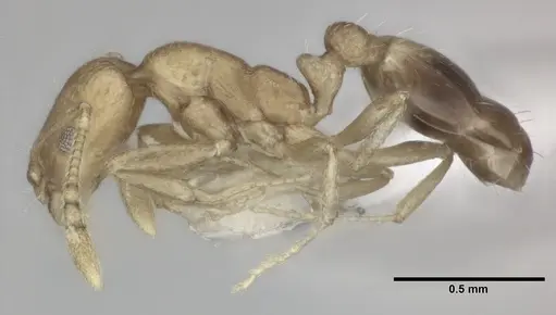 Monomorium pharaonis specimen CASENT0246074 image casent0246074_3