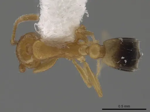 Monomorium pharaonis specimen CASENT0645544 image casent0645544_1