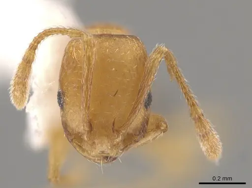 Monomorium pharaonis specimen CASENT0645544 image casent0645544_2