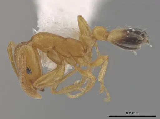 Monomorium pharaonis specimen CASENT0645544 image casent0645544_3