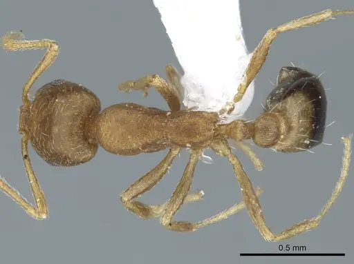 Monomorium pharaonis specimen CASENT0740784 image casent0740784_1