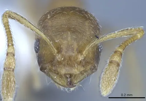 Monomorium pharaonis specimen CASENT0740784 image casent0740784_2