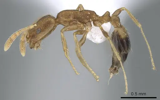 Monomorium pharaonis specimen CASENT0740784 image casent0740784_3
