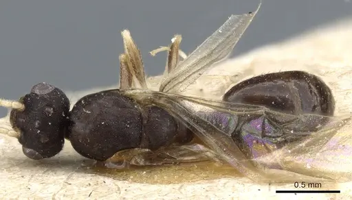 Monomorium pharaonis specimen CASENT0904634 image casent0904634_1