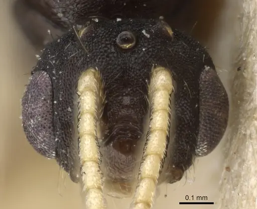 Monomorium pharaonis specimen CASENT0904634 image casent0904634_2