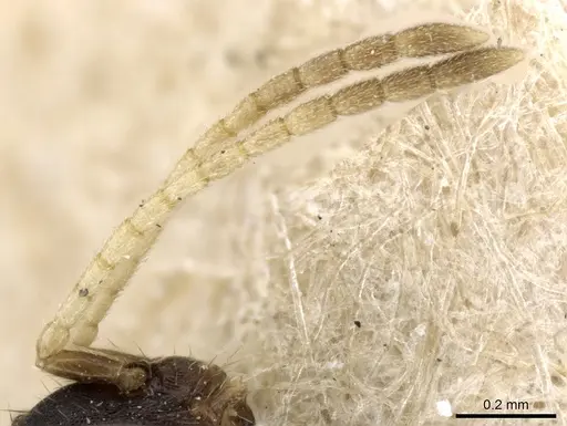 Monomorium pharaonis specimen CASENT0904634 image casent0904634_3