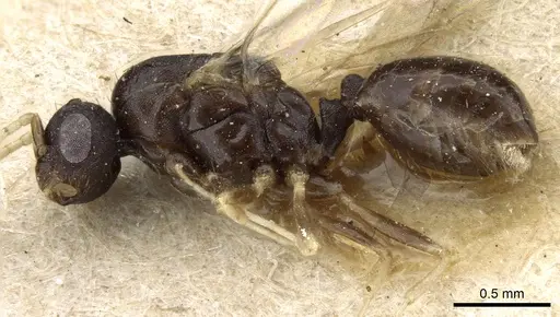 Monomorium pharaonis specimen CASENT0904634 image casent0904634_4