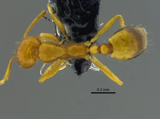 Monomorium pharaonis specimen CBUMAGENT41922 image cbumagent41922_1