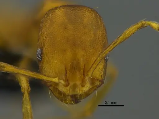 Monomorium pharaonis specimen CBUMAGENT41922 image cbumagent41922_2