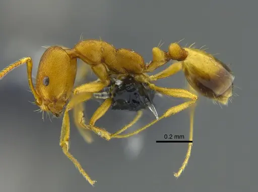 Monomorium pharaonis specimen CBUMAGENT41922 image cbumagent41922_3