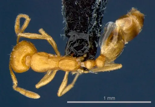 Monomorium pharaonis specimen CSIRONC0179 image csironc0179_1