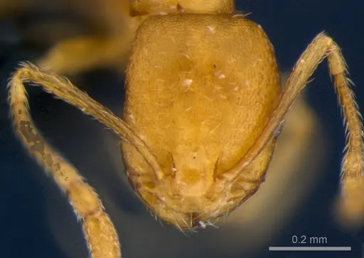Monomorium pharaonis specimen CSIRONC0179 image csironc0179_2
