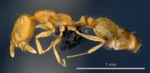 Monomorium pharaonis specimen CSIRONC0179 image csironc0179_3