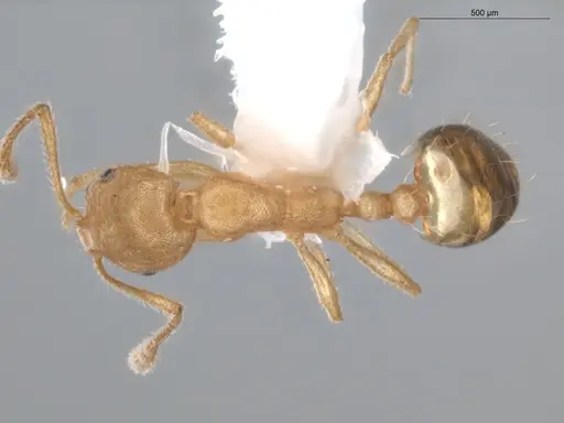 Monomorium pharaonis specimen ECOFOG-BUG-0293-05 image ecofog-bug-0293-05_1
