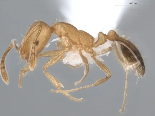 Monomorium pharaonis specimen ECOFOG-BUG-0293-05 image ecofog-bug-0293-05_3