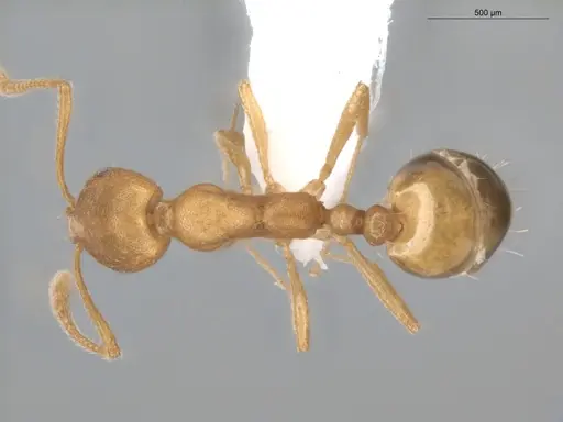 Monomorium pharaonis specimen ECOFOG-BUG-0302-01 image ecofog-bug-0302-01_1