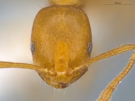 Monomorium pharaonis specimen ECOFOG-BUG-0302-01 image ecofog-bug-0302-01_2