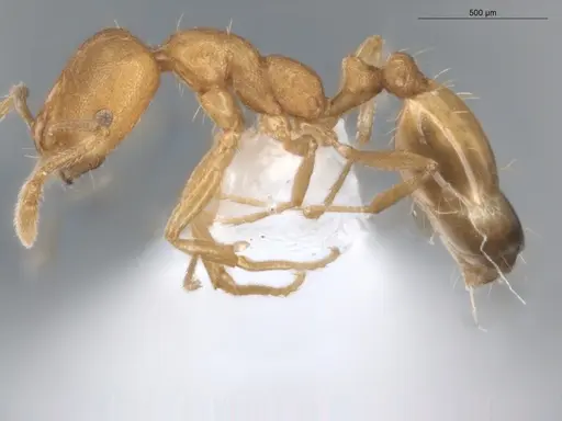 Monomorium pharaonis specimen ECOFOG-BUG-0302-01 image ecofog-bug-0302-01_3