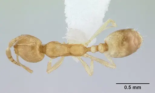 Monomorium pharaonis specimen ICCDRS0013052 image iccdrs0013052_1