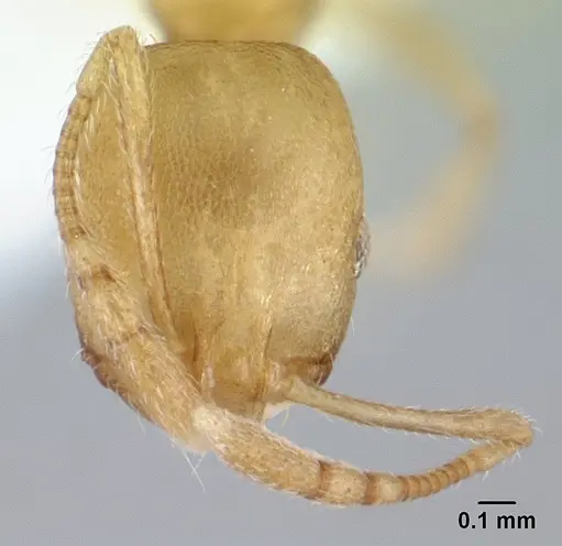 Monomorium pharaonis specimen ICCDRS0013052 image iccdrs0013052_2