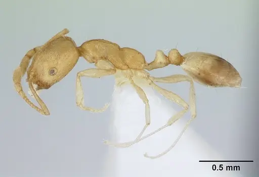Monomorium pharaonis specimen ICCDRS0013052 image iccdrs0013052_3