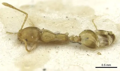 Monomorium pharaonis specimen RMCAENT000017769 image rmcaent000017769_1