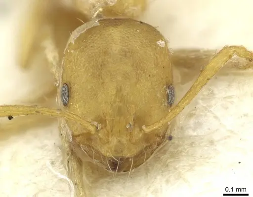Monomorium pharaonis specimen RMCAENT000017769 image rmcaent000017769_2