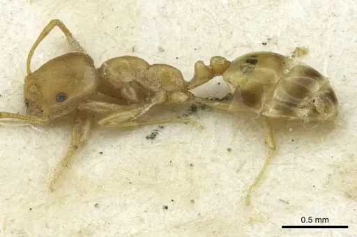 Monomorium pharaonis specimen RMCAENT000017769 image rmcaent000017769_3