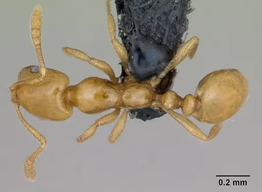 Monomorium platynode specimen CASENT0026538 image casent0026538_1