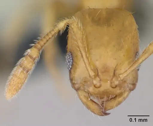 Monomorium platynode specimen CASENT0026538 image casent0026538_2