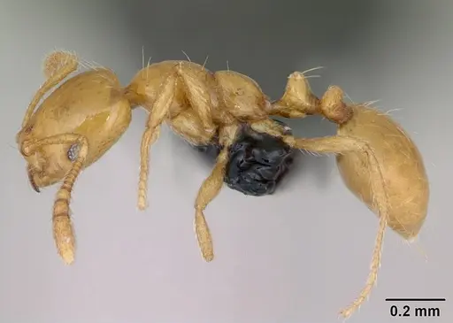 Monomorium platynode specimen CASENT0026538 image casent0026538_3