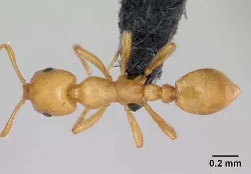 Monomorium platynode specimen CASENT0046405 image casent0046405_1