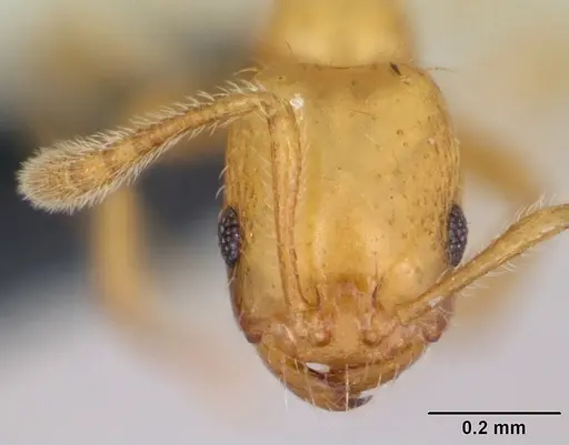 Monomorium platynode specimen CASENT0046405 image casent0046405_2