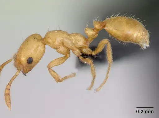 Monomorium platynode specimen CASENT0046405 image casent0046405_3
