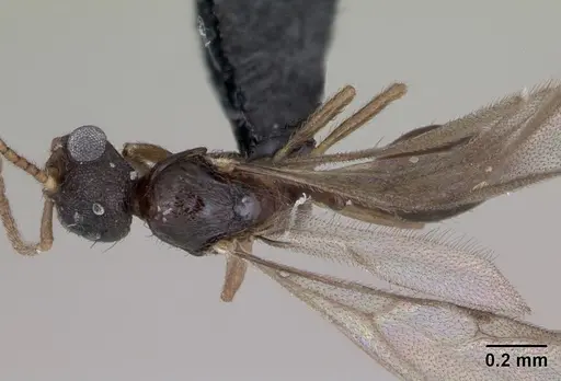 Monomorium platynode specimen CASENT0476977 image casent0476977_1