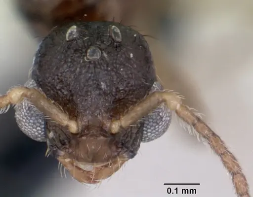 Monomorium platynode specimen CASENT0476977 image casent0476977_2